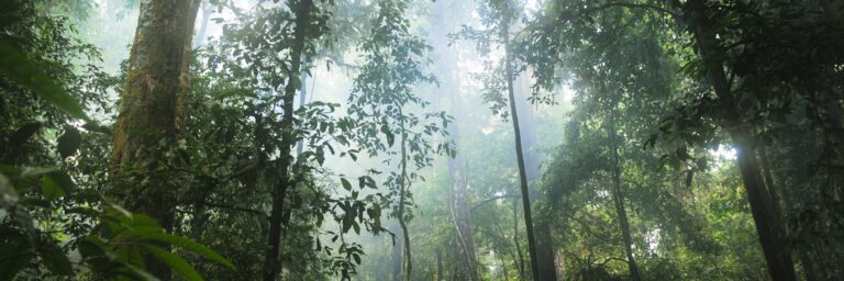 生命の宝庫、足元は錆びた土?ラトソルと巨木を支える板根の仕組み|熱帯雨林① | 自然科学の小楽噺